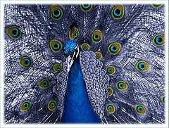 photo "Proud peacock"