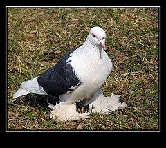 photo "And a sight - as at an eagle :)"