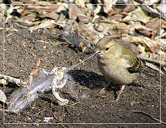 photo "Time to nest"