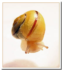 photo "Snail"