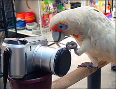 photo "Potographer..."