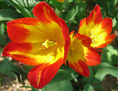 photo "Tulip2"
