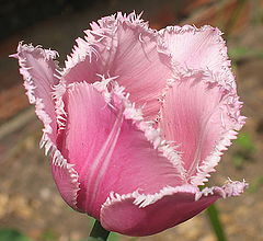 photo "Tulip3"