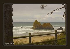 photo "Camel Crossing"