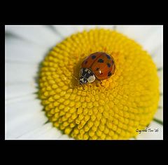 photo "Lady Bud"