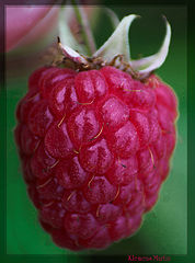 photo "Raspberry of my garden"