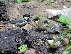 photo "Family of titmouse"