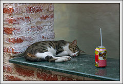 photo "Sleeping cat"