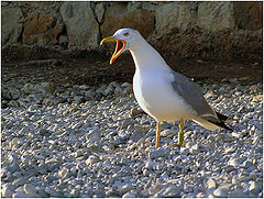 photo "Noisy bird of the sea."
