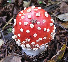 photo "Fly agaric"