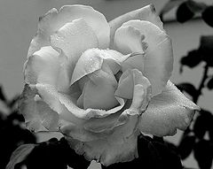 photo "Flower in Black and White"