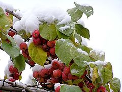photo "Apples on snow"
