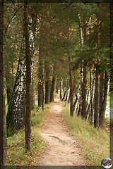 photo "Forest road."