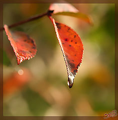 photo "Color drop"