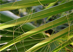 фото "Лист пальмы"