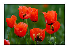 photo "Poppy Flowers"