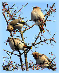 photo "Waxwings  arrived"