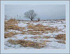 photo "Solitude"