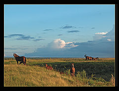 photo "Red horses"