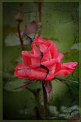 фото "Rose on a wall..."