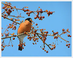 photo "Bullfinch in apples"