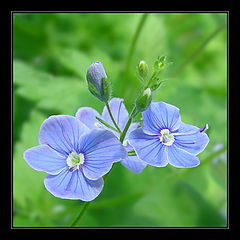 фото "Вероника дубравная (Veronica Chamaedrys)"