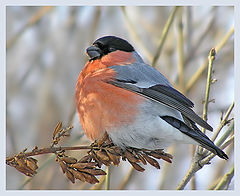 photo "Bullfinch in lilac"