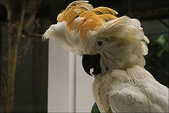 photo "Cockatoo"