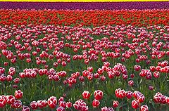 photo "Tulip Field"