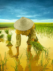 фото "the rice field 2"
