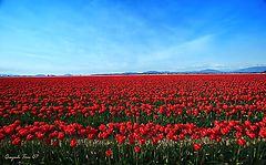 photo "Tulip Field"