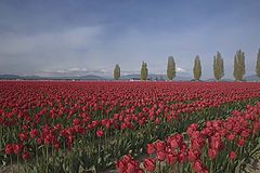 photo "Tulip Field"