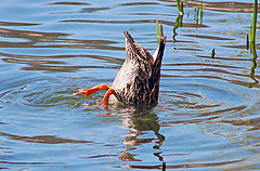 photo "Reflecton"