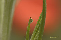 photo "Dew Reflection"