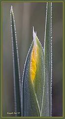 photo "Dew Frame"