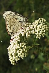 photo "butterflies in love"