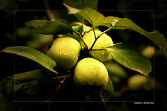 фото "TriApple"