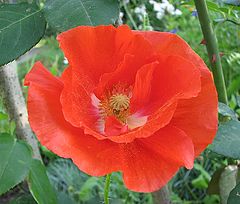 photo "Flower of the Poppy *"