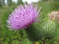 photo ""The hedgehog""