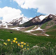 photo "Тюльпаны Чаткальского Заповедника"