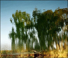 photo "Trees on the river bank."