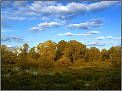 photo "Autumn bog"