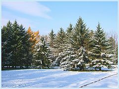 фото "Первый снег"