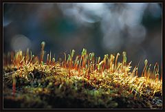 photo "Tiny world"