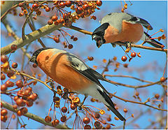 photo "Apples of discord"