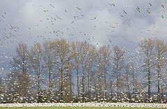 photo "Snow Geese"