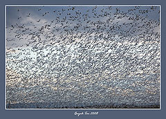 photo "Snow Geese"