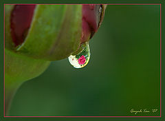 photo "Rose reflection"