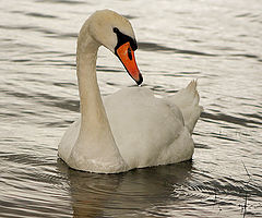 фото "Swan Lake, or should it be Loch?"