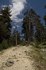 photo "Camino de Santiago de Compostella"